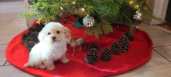 Adorable Toy Poodle Puppy