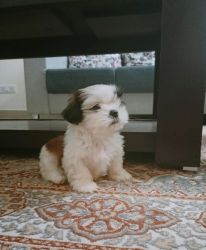 Shihtzu pup for sale