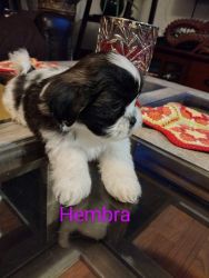 Shih tzu for sell