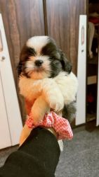 Shi Tzu puppies for sale in Bangalore