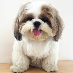 Sell for shih Tzu puppies