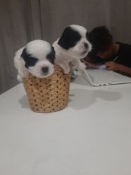 Cute puppies for sale