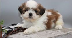 Playful Shih Tzu Puppies for Sale.