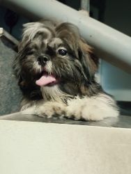 6 month old shih tsu for sale, vegetarian, healthy, vaccinated