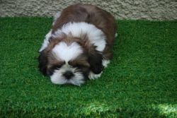 Show Quality Shih Tzu Puppies Available in bangalore