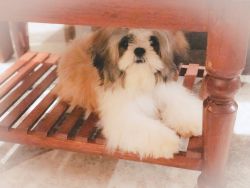 Shihtzu dog available for adoption