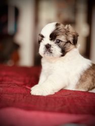 53 days old Shih Tzu puppies available
