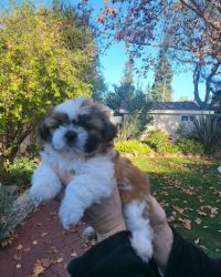 Shih tzu puppies for sale.