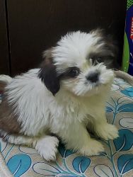 Shihtzu-3 month old female puppy for sale