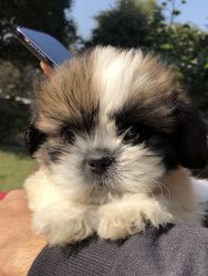 Shih Tzu puppy available for Sale very reasonable price “Male”