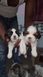 Shitzu puppies 2 male 2 females 25 days old only