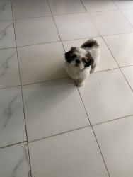 Cute furry Shih Tzu Puppy