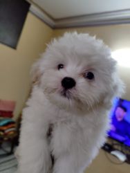 Shih tzu 2 months puppy for sale