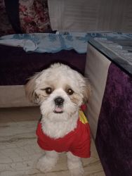 Cute looking Male shihtzu puppy months old available..Fully Vaccinated