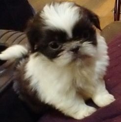 Adorable Shih Tzu Male Puppies For Sale