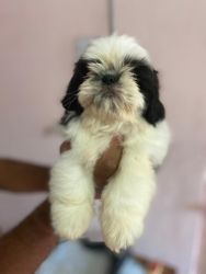 Aligarh shitzu puppies are available