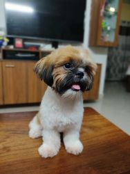 1 year 4 month Shih Tzu puppy