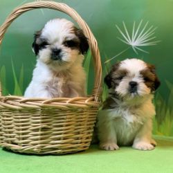 Lovely Shih Tzu Puppies