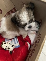 Shihtzu puppy for sale 45 days