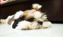 Tricolor/Fully Vaccinated/Healthy Shih Tzu