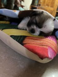 Shih Tzu puppy 40 days old for sale
