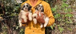 Shitzhu pups available for sale