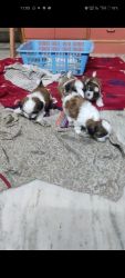 Shi Tzu puppies for sale