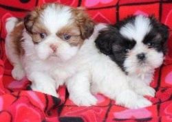 Male and female Shih Tzu puppies