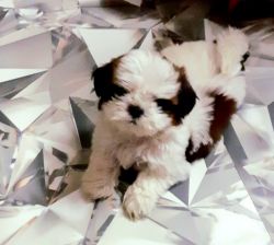 Want to sell shih Tzu