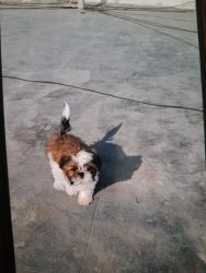 3 months old Shih tzu puppy