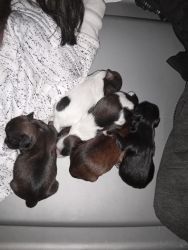 5puppies 4weeks old 4girls and 1boy