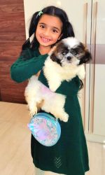 Want to sell my puppy Shih tzu