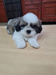 Shihtzu first class puppies available