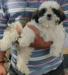 Shih Tzu be puppy for sale