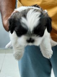 Shih Tzu puppies with good quality and hyper active with colour full p