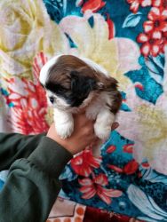 Trust Kennel Offers ShihTzu Pups For Sale