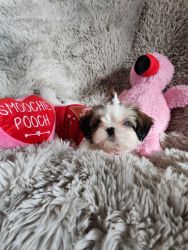 Shih Tzu puppies looking for a new home
