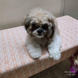 Shih tzu is a toy breed and lively charmer