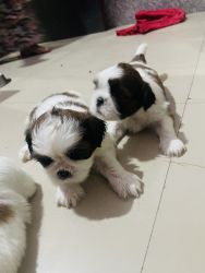 Shih tzu puppy very cute I have 4puppy 2girls 2boy