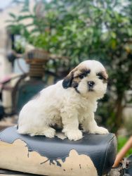 Trust Kennel ShihTzu Pups Available In Delhi