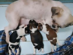 Home groomed Shih Tzu puppies available