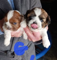 Shih-tzu puppies Adorable