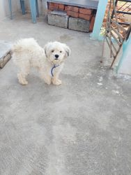 I want to sell 1year old Shih Tzu