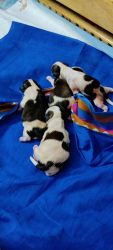 30 days old shihtzu puppies