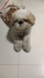 Vaccinated Shih Tzu Male 1 year old