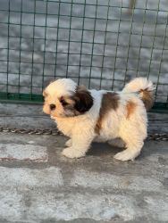 Male shih tzu puppy 35 dasy for sale