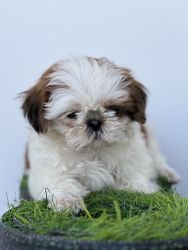 Shih Tzu 2 months old(female), all vaccines completed.