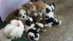 Solid looks puppys in shishtzu breed, 42 days puppys