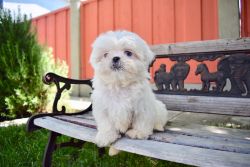 AKC Chinese Imperian Shih Tzus