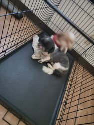 American Shih tzu and liver brown